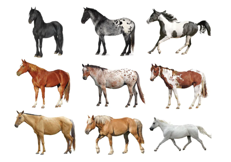 Horse Coats