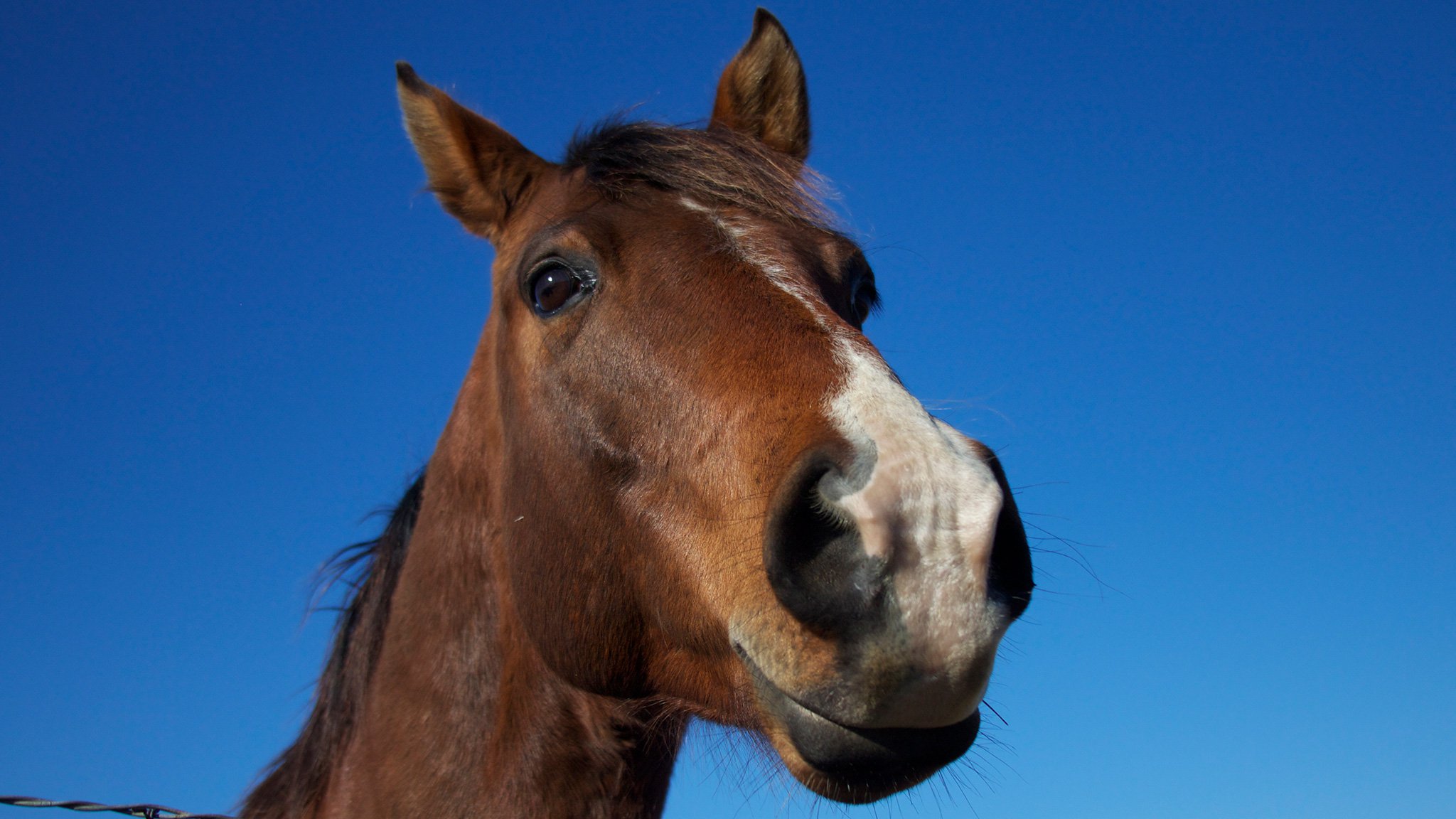 horse-smile_2048x1152.width-2500